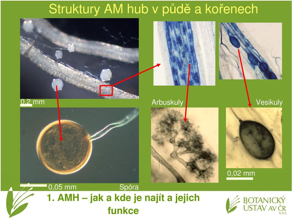 Vesikuly 0,02 mm 0,05 mm Spóra
