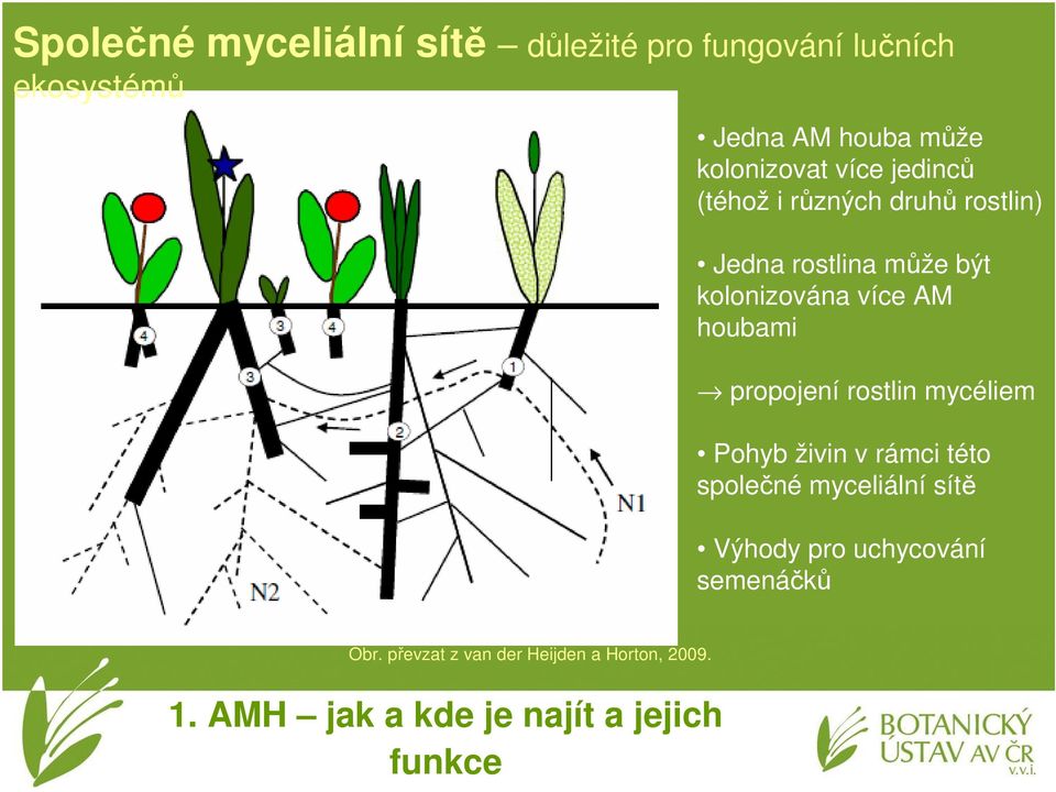 propojení rostlin mycéliem Pohyb živin v rámci této společné myceliální sítě Výhody pro uchycování