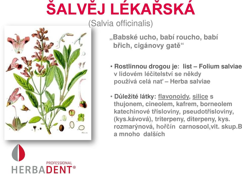 látky: flavonoidy, silice s thujonem, cineolem, kafrem, borneolem katechinové třísloviny,