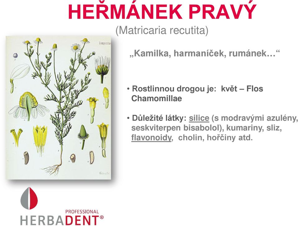 Chamomillae Důležité látky: silice (s modravými azulény,