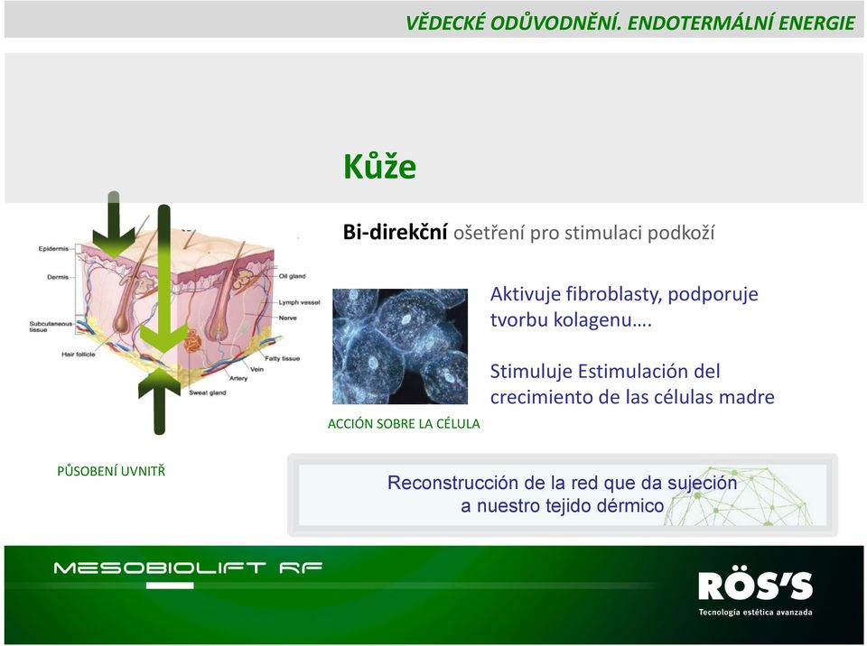 podkoží Aktivuje fibroblasty, podporuje tvorbu kolagenu.