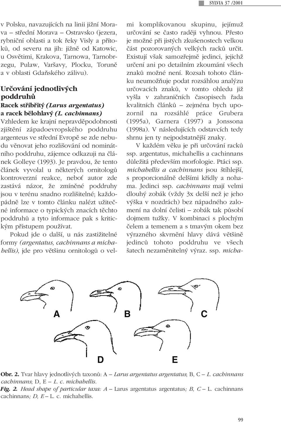 cachinnans) Vzhledem ke krajní nepravdûpodobnosti zji tûní západoevropského poddruhu argenteus ve stfiední Evropû se zde nebudu vûnovat jeho rozli ování od nominátního poddruhu, zájemce odkazuji na