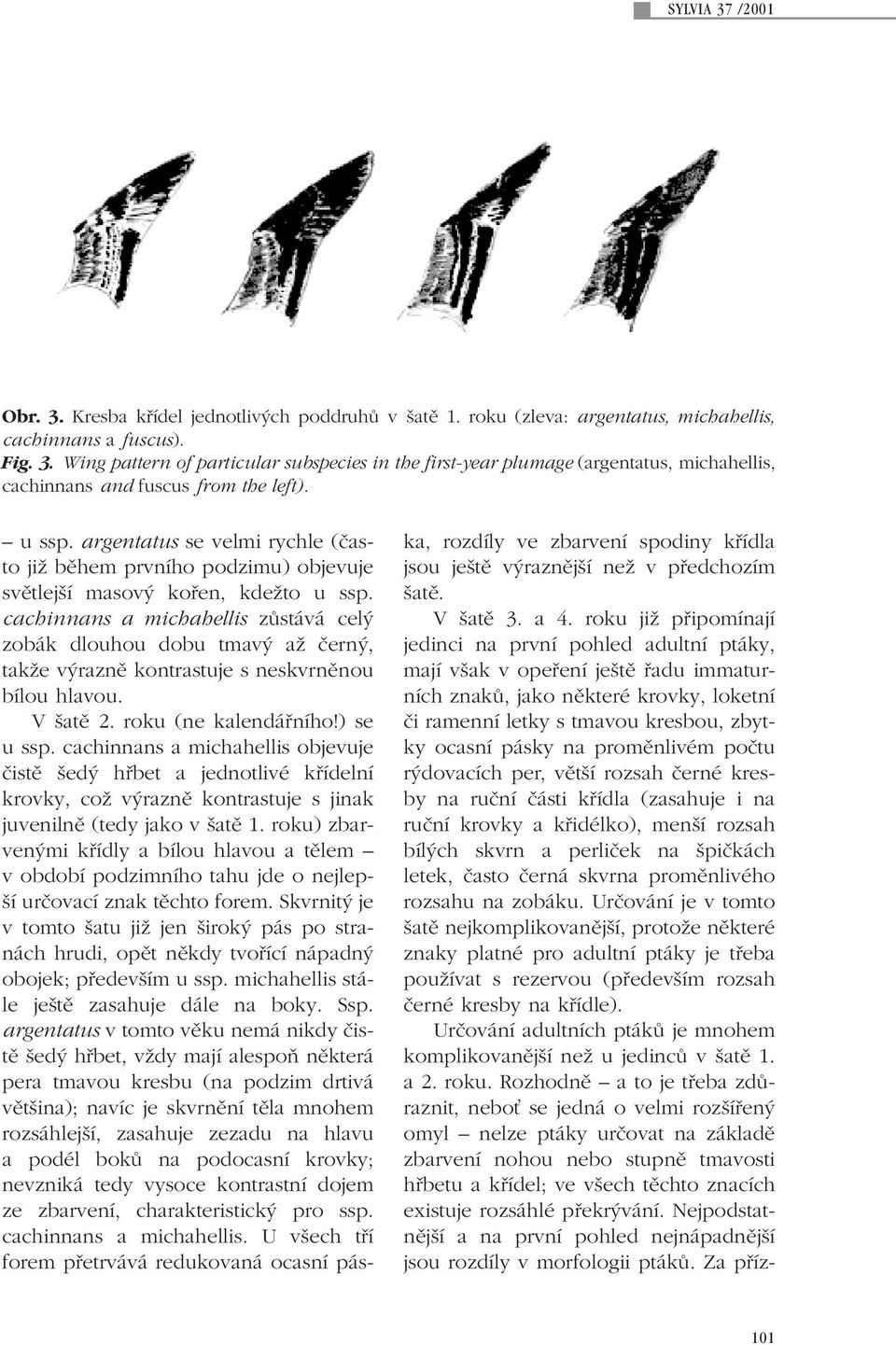 cachinnans a michahellis zûstává cel zobák dlouhou dobu tmav aï ãern, takïe v raznû kontrastuje s neskvrnûnou bílou hlavou. V atû 2. roku (ne kalendáfiního!) se u ssp.