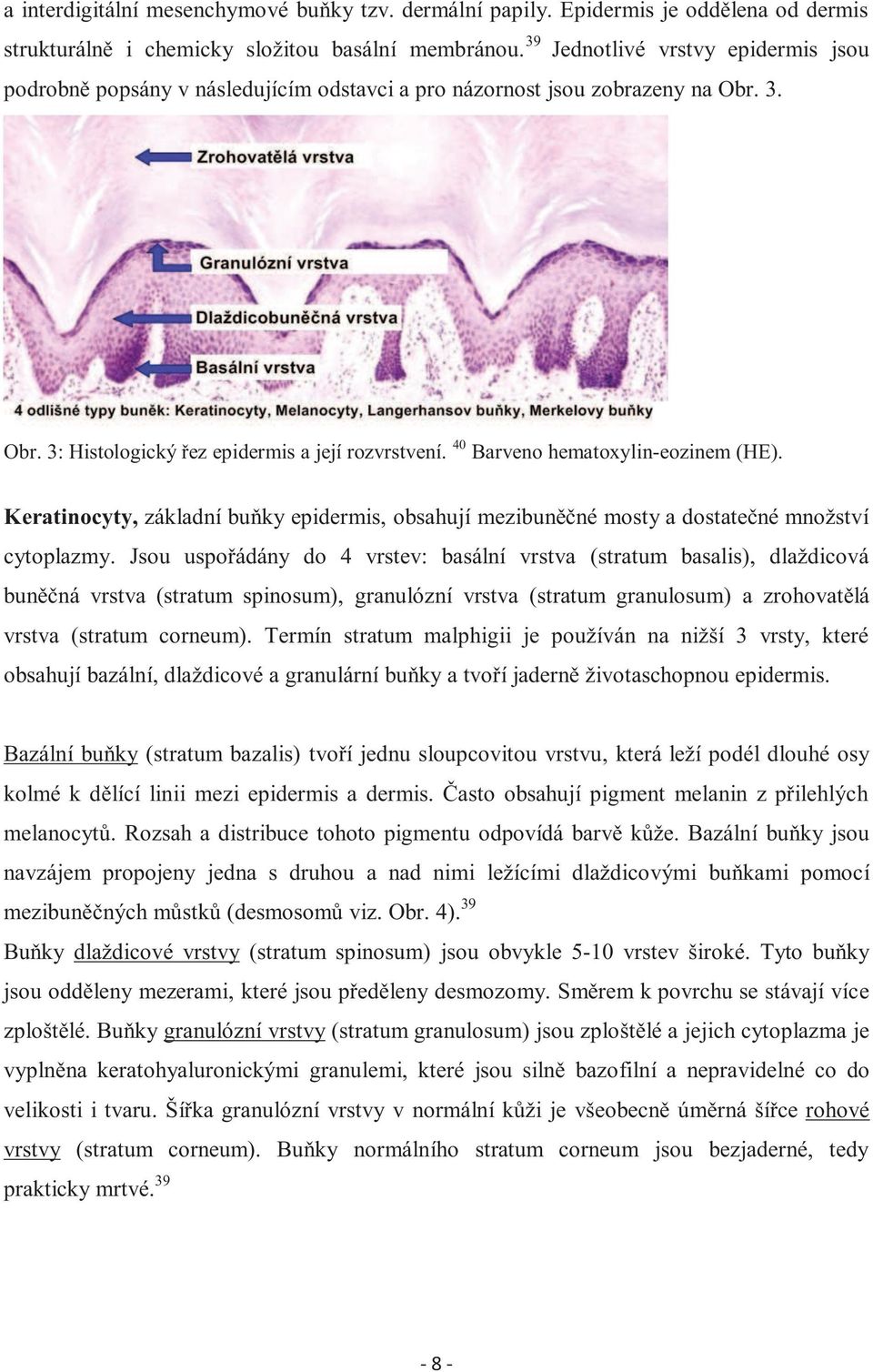 40 Barveno hematoxylin-eozinem (HE). Keratinocyty, základní buňky epidermis, obsahují mezibuněčné mosty a dostatečné množství cytoplazmy.