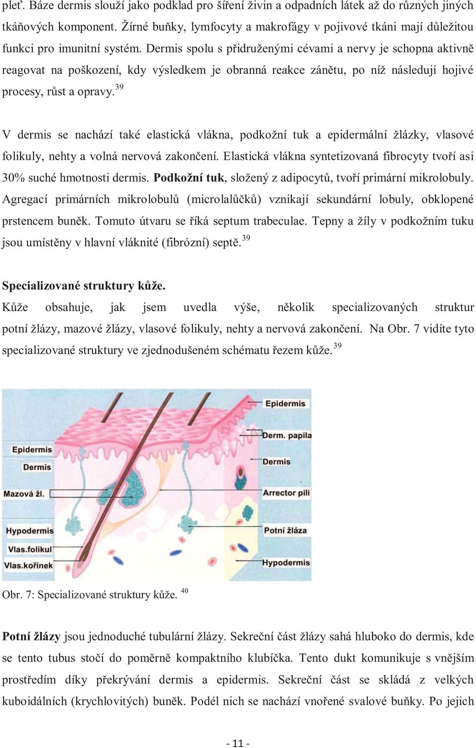 Dermis spolu s přidruženými cévami a nervy je schopna aktivně reagovat na poškození, kdy výsledkem je obranná reakce zánětu, po níž následují hojivé procesy, růst a opravy.