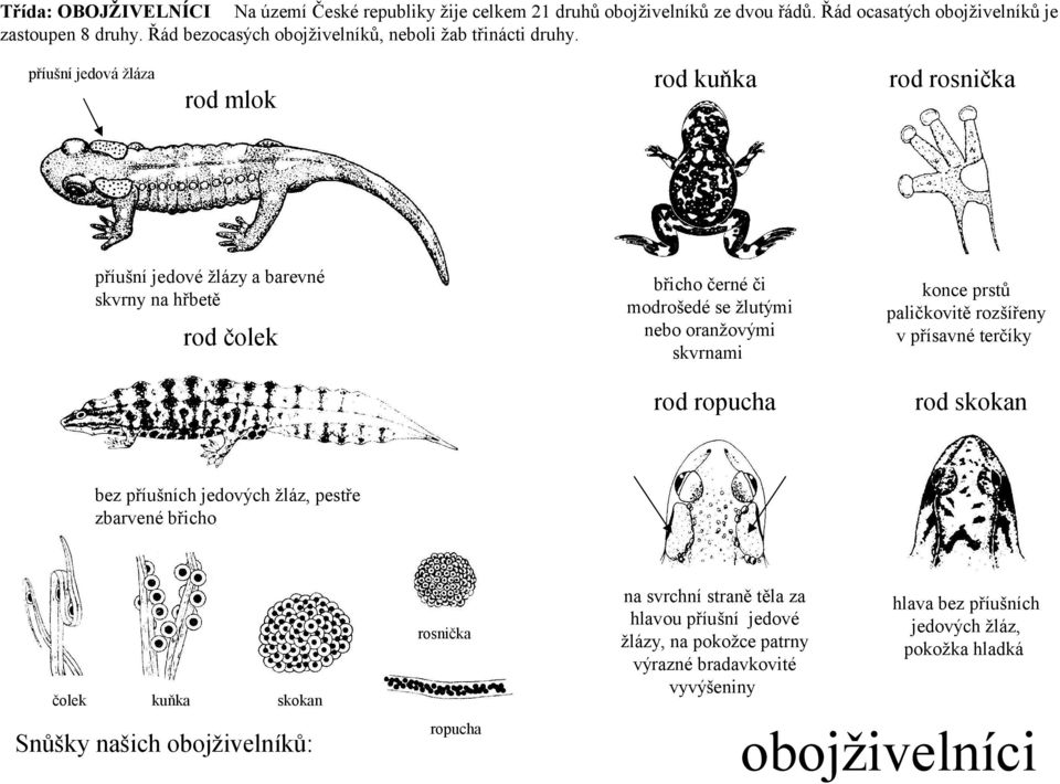 příušní jedová žláza rod kuňka rod mlok příušní jedové žlázy a barevné skvrny na hřbetě rod čolek rod rosnička břicho černé či modrošedé se žlutými nebo oranžovými skvrnami konce