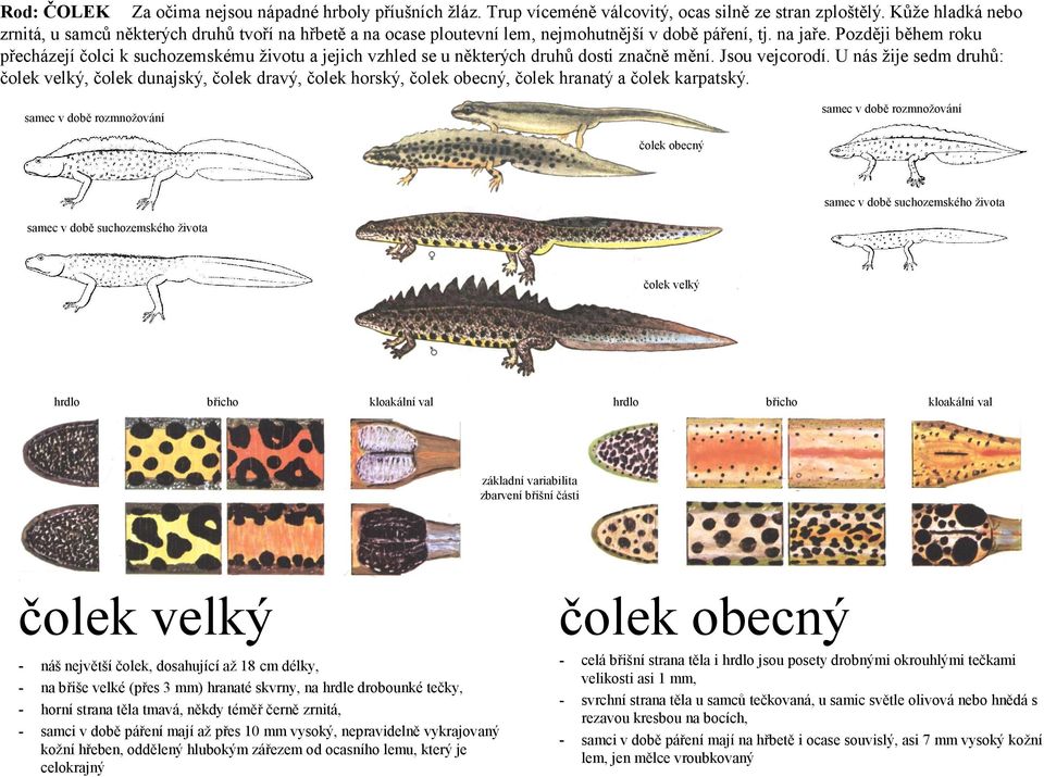 Později během roku přecházejí čolci k suchozemskému životu a jejich vzhled se u některých druhů dosti značně mění. Jsou vejcorodí.