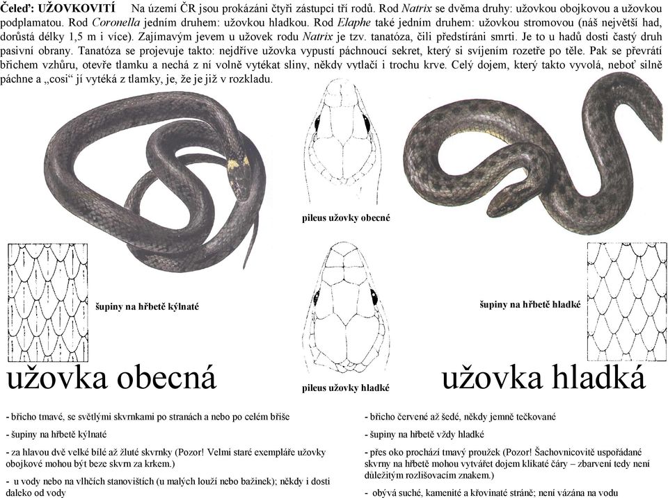 Je to u hadů dosti častý druh pasivní obrany. Tanatóza se projevuje takto: nejdříve užovka vypustí páchnoucí sekret, který si svíjením rozetře po těle.
