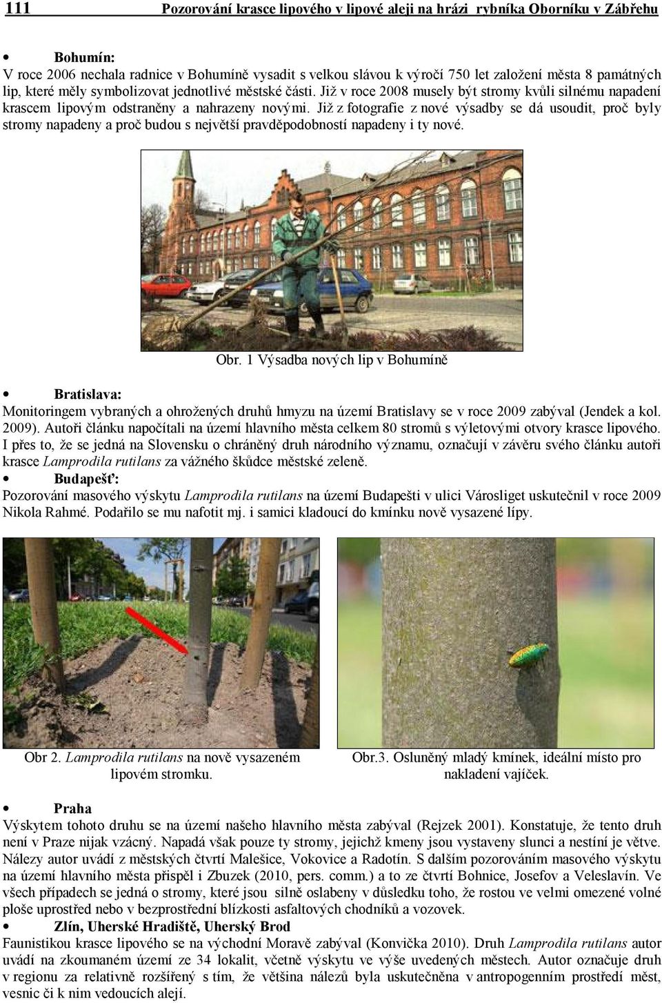 Již z fotografie z nové výsadby se dá usoudit, proč byly stromy napadeny a proč budou s největší pravděpodobností napadeny i ty nové. Obr.