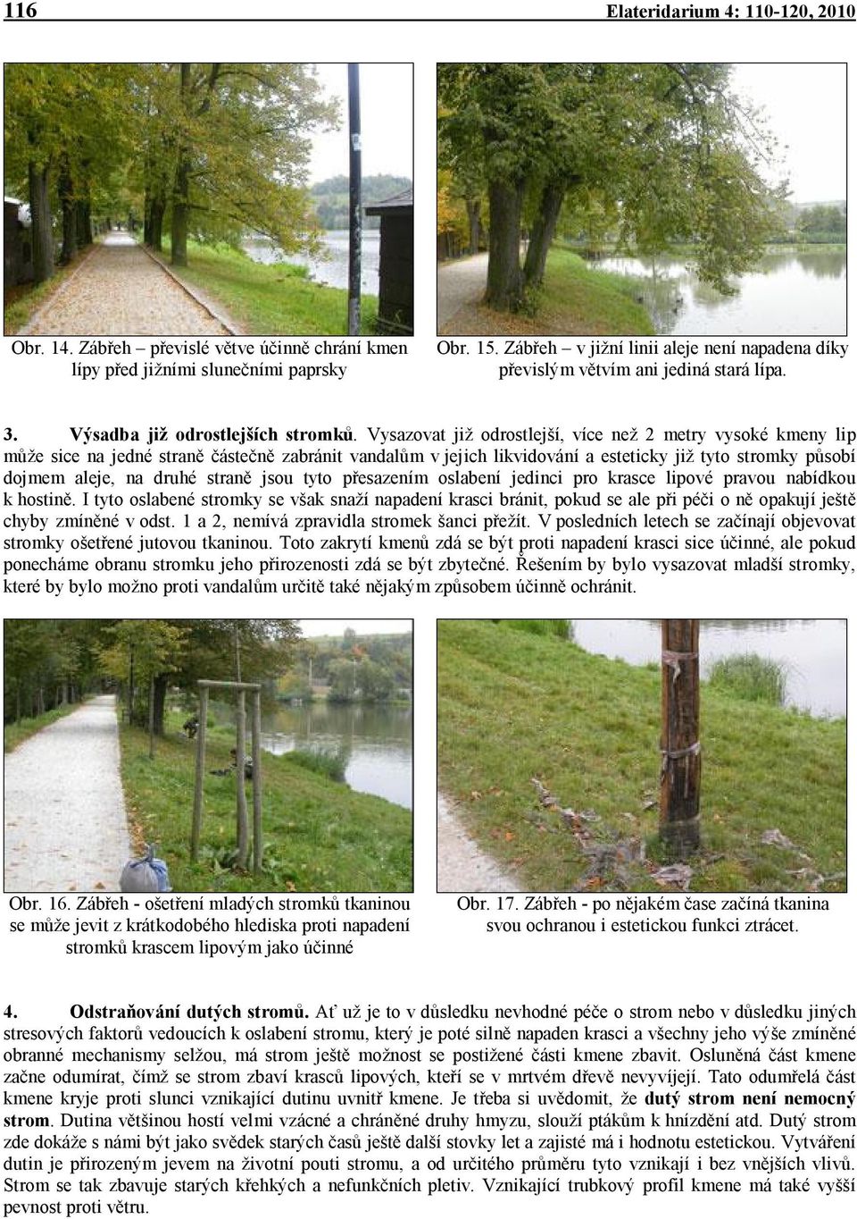 Vysazovat již odrostlejší, více než 2 metry vysoké kmeny lip může sice na jedné straně částečně zabránit vandalům v jejich likvidování a esteticky již tyto stromky působí dojmem aleje, na druhé