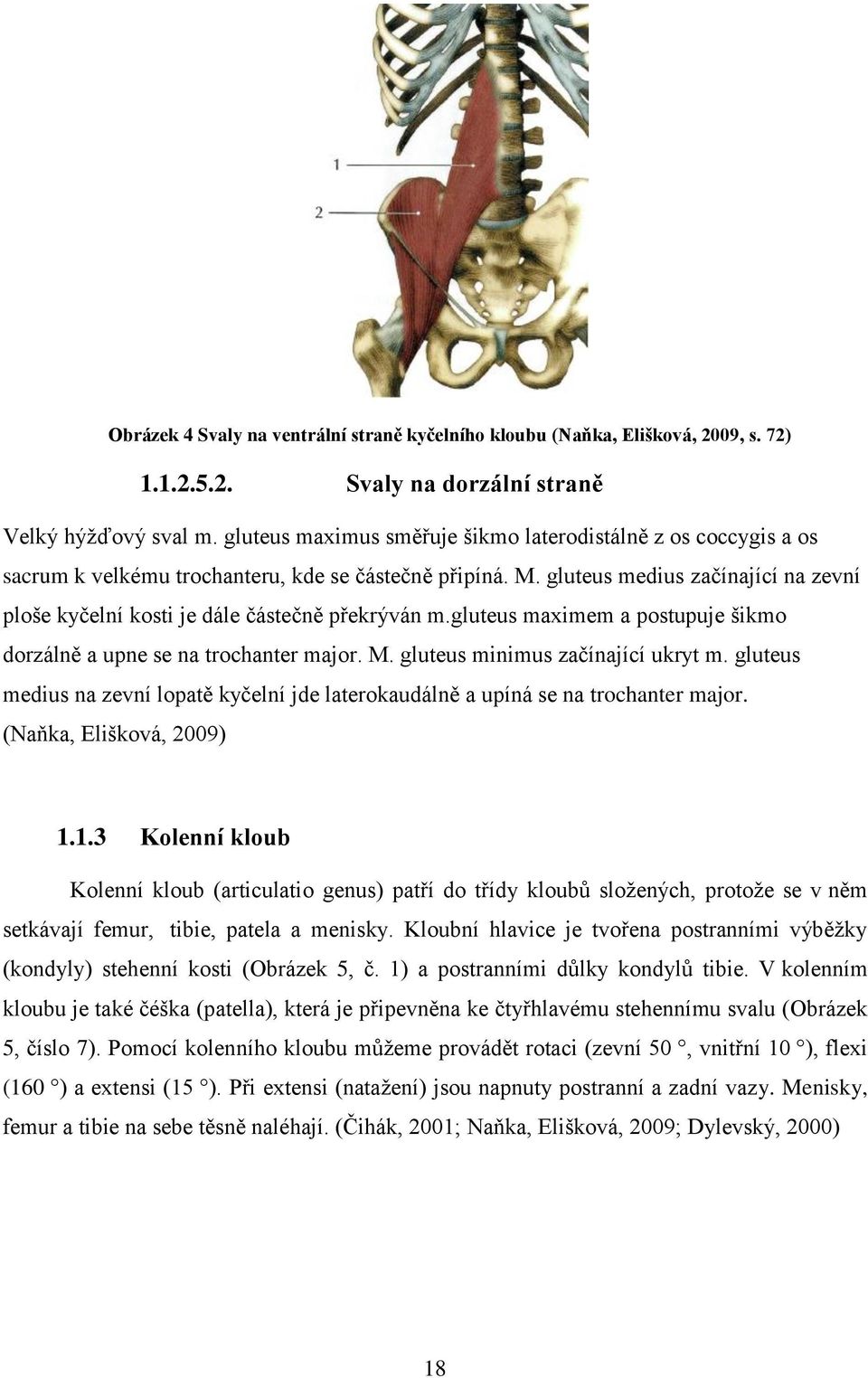 gluteus medius začínající na zevní ploše kyčelní kosti je dále částečně překrýván m.gluteus maximem a postupuje šikmo dorzálně a upne se na trochanter major. M. gluteus minimus začínající ukryt m.