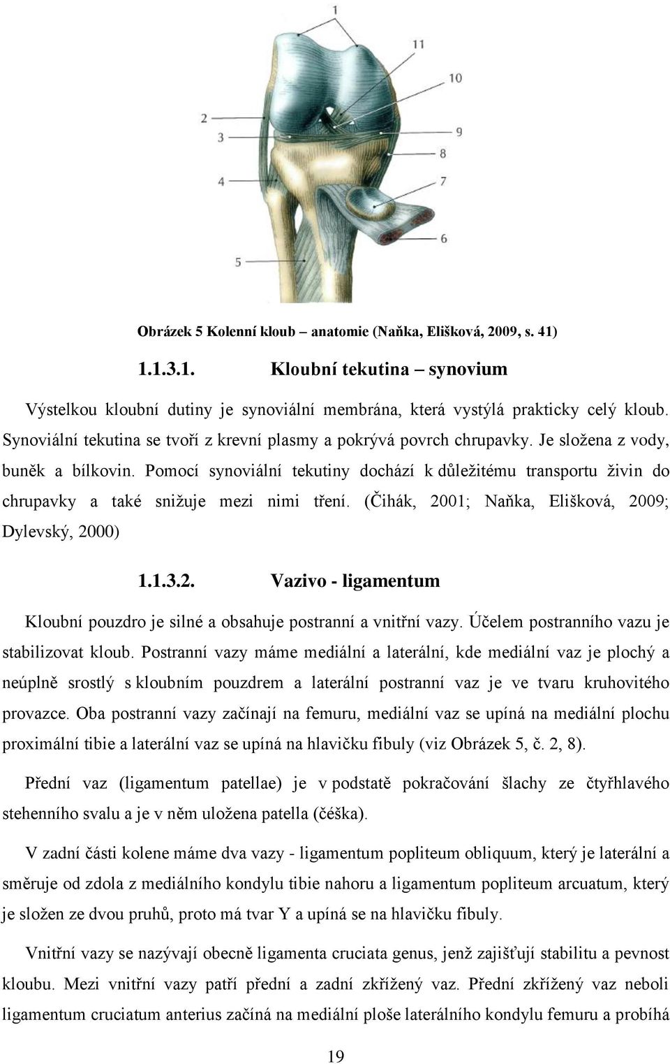 Pomocí synoviální tekutiny dochází k důležitému transportu živin do chrupavky a také snižuje mezi nimi tření. (Čihák, 20