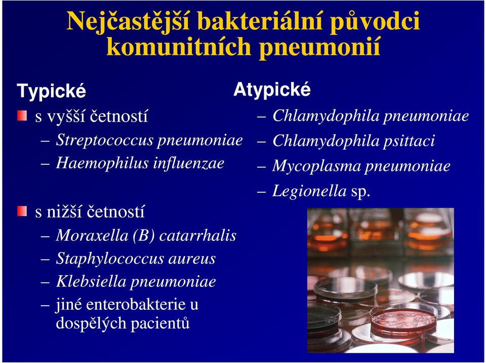 catarrhalis Staphylococcus aureus Klebsiella pneumoniae jiné enterobakterie u