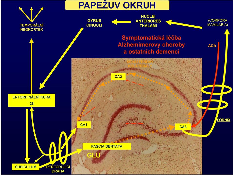 choroby a ostatních demencí ACh SCHAFFEROVY KOLATERÁLY CA2