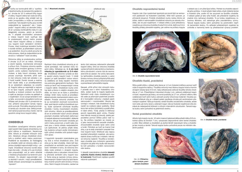 Tyto basální buňky jsou rovněž zodpovědné za spojování, ale i rozpojování kopytní stěny od dermální škáry, ať už v procesu kontinuálního růstu či v patologickém procesu, jakým je laminitida.