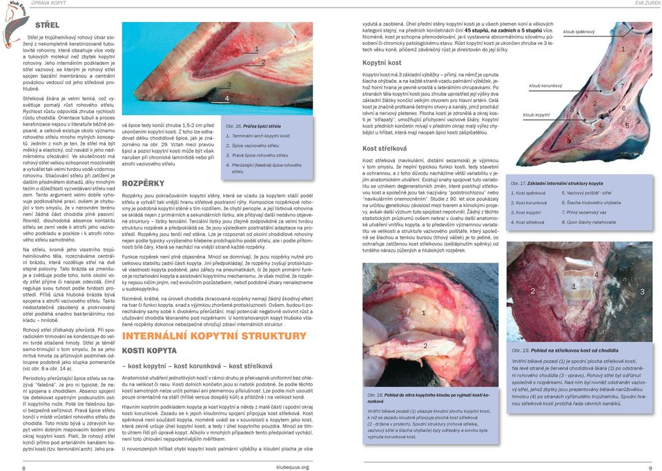 Střelková škára je velmi tenká, což vysvětluje pomalý růst rohového střelu. Rychlost růstu odpovídá zhruba rychlosti růstu chodidla.