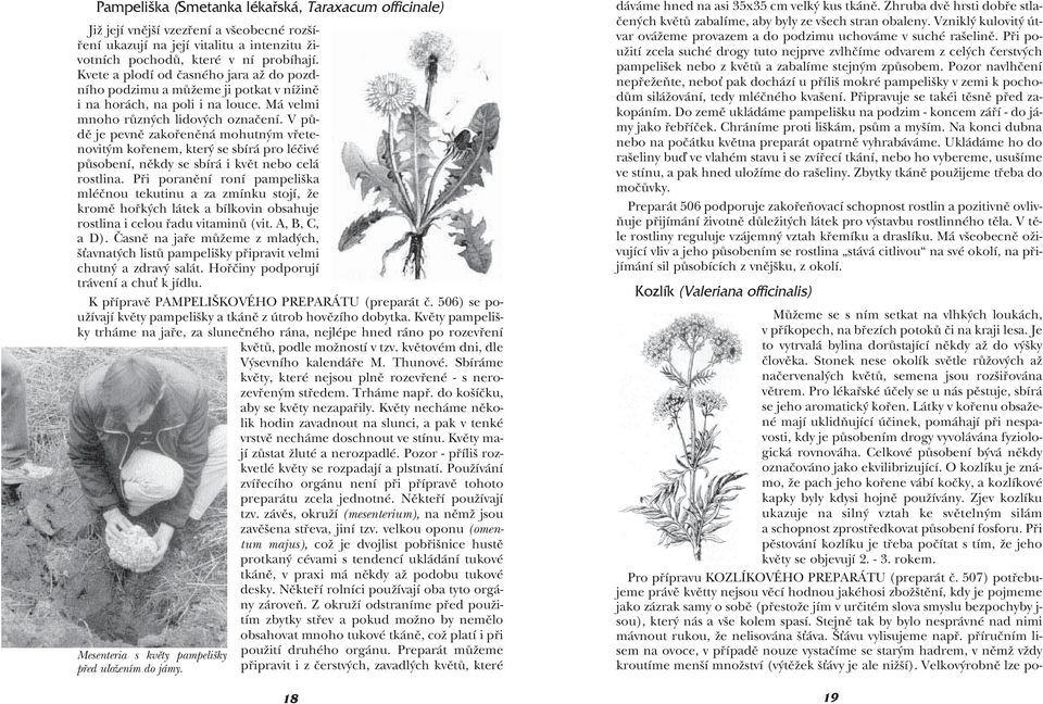 V půdě je pevně zakořeněná mohutným vřetenovitým kořenem, který se sbírá pro léčivé působení, někdy se sbírá i květ nebo celá rostlina.