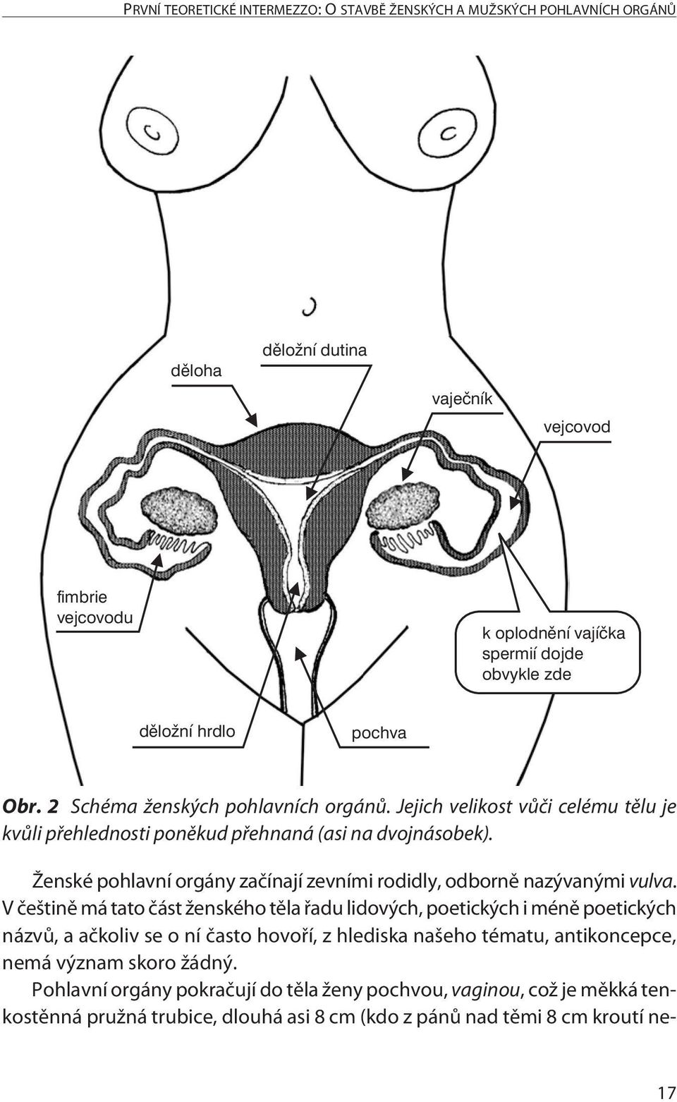 Ženské pohlavní orgány začínají zevními rodidly, odborně nazývanými vulva.