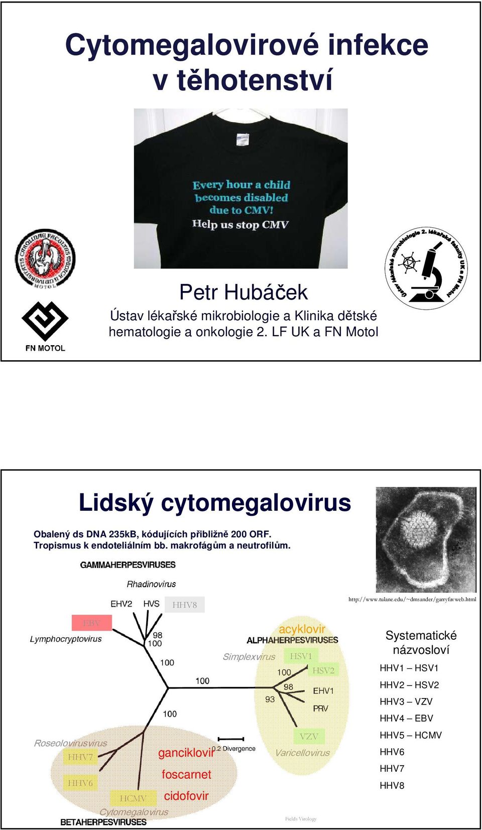 makrofágům a neutrofilům. HHV8 http://www.tulane.edu/~dmsander/garryfavweb.