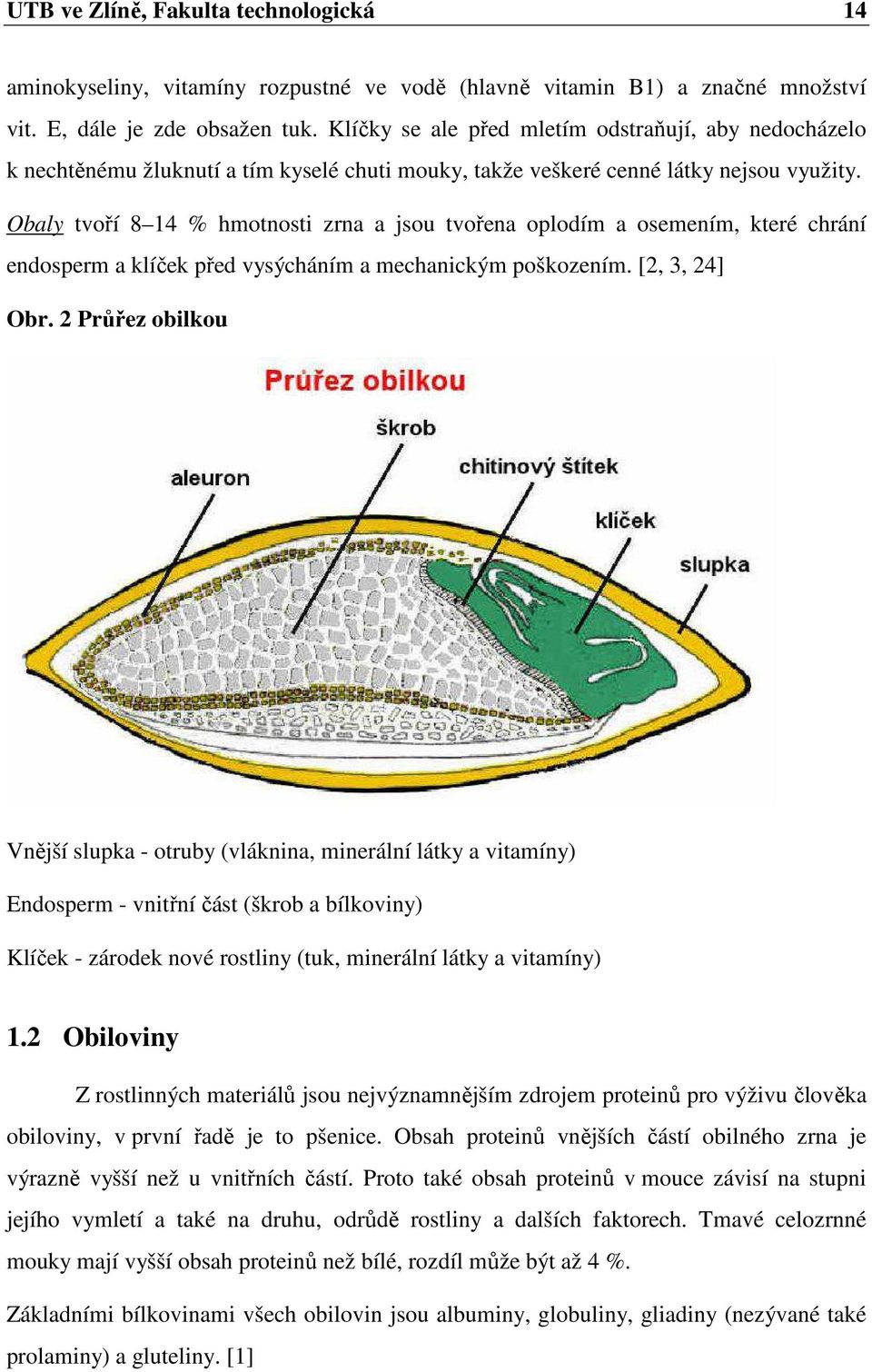 Obaly tvoří 8 14 % hmotnosti zrna a jsou tvořena oplodím a osemením, které chrání endosperm a klíček před vysýcháním a mechanickým poškozením. [2, 3, 24] Obr.