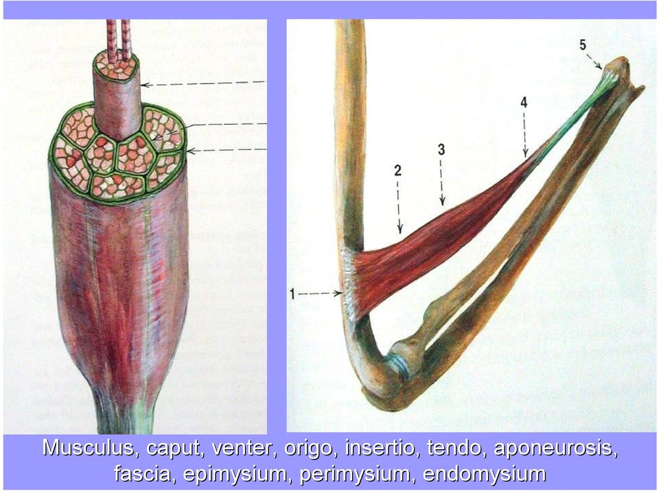 aponeurosis, fascia,