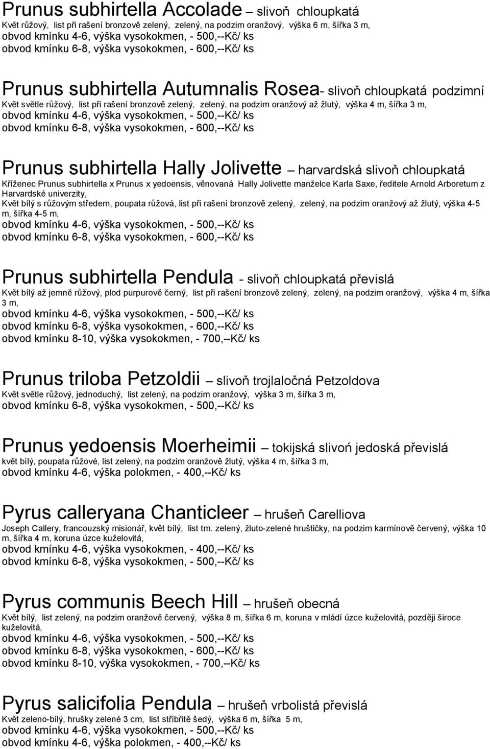 Prunus subhirtella x Prunus x yedoensis, věnovaná Hally Jolivette manželce Karla Saxe, ředitele Arnold Arboretum z Harvardské univerzity, Květ bílý s růžovým středem, poupata růžová, list při rašení