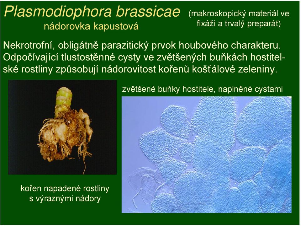 Odpočívající tlustostěnné cysty ve zvětšených buňkách hostitelské rostliny způsobují