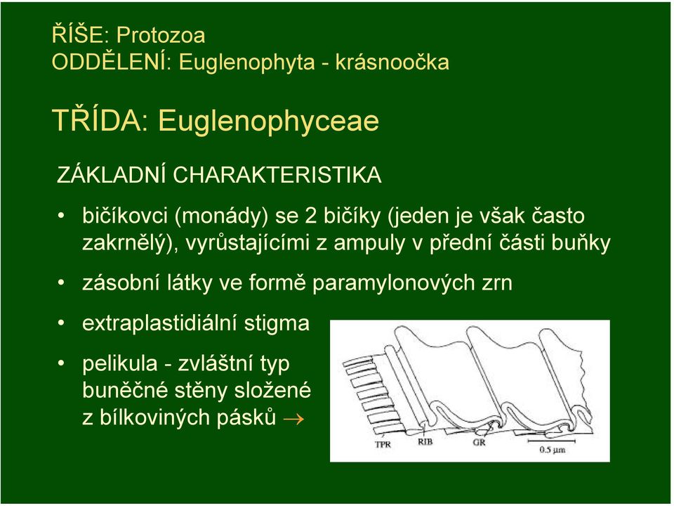 vyrůstajícími z ampuly v přední části buňky zásobní látky ve formě paramylonových