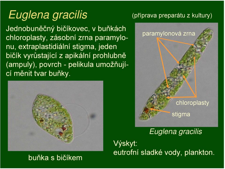 pelikula umožňující měnit tvar buňky.