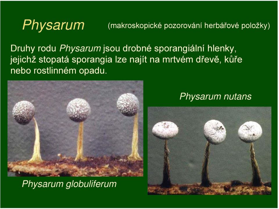 jejichž stopatá sporangia lze najít na mrtvém dřevě,