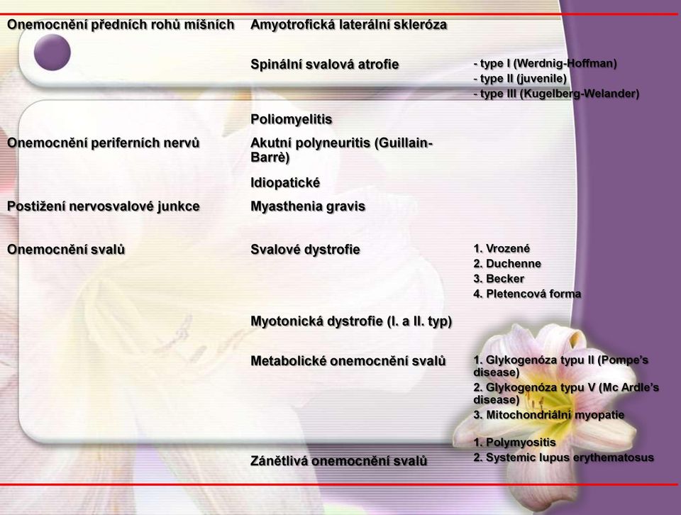 Onemocnění svalů Svalové dystrofie 1. Vrozené 2. Duchenne 3. Becker 4. Pletencová forma Myotonická dystrofie (I. a II.