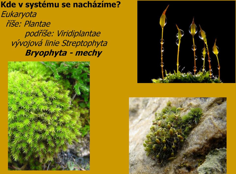 podříše: Viridiplantae