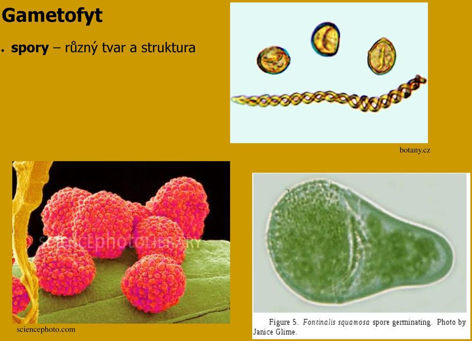 struktura botany.