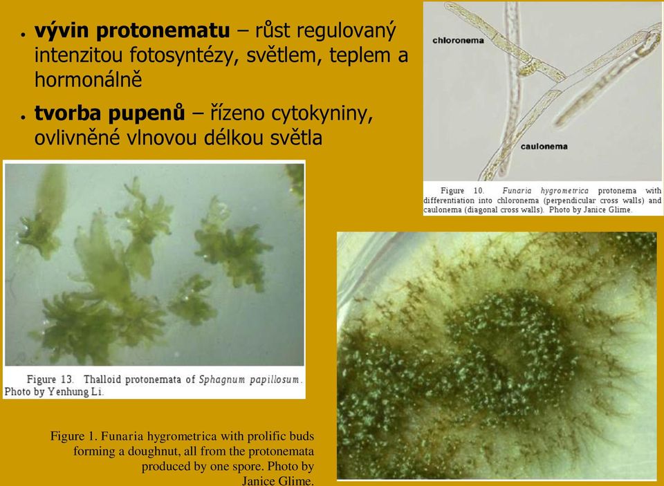 délkou světla Figure 1.