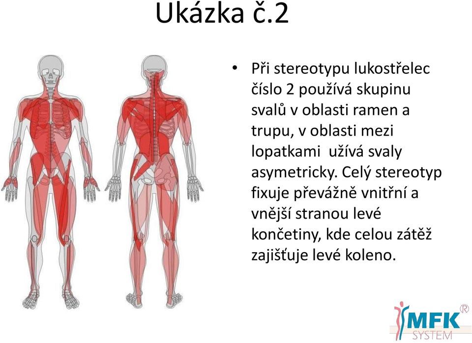 oblasti ramen a trupu, v oblasti mezi lopatkami užívá svaly