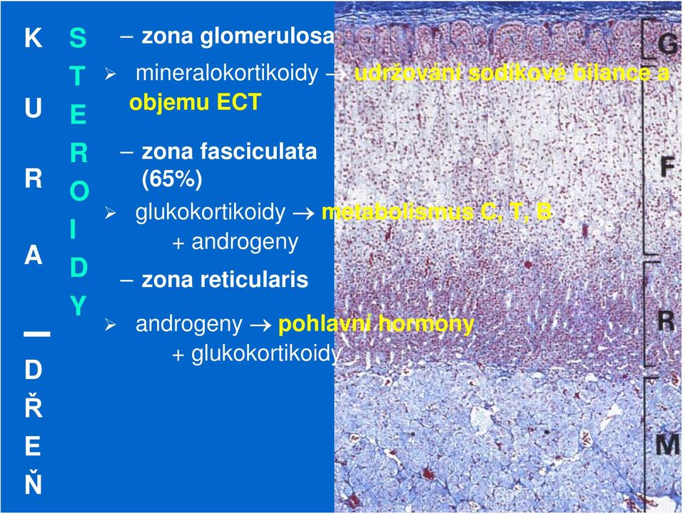 zona fasciculata (65%) glukokortikoidy metabolismus C, T, B