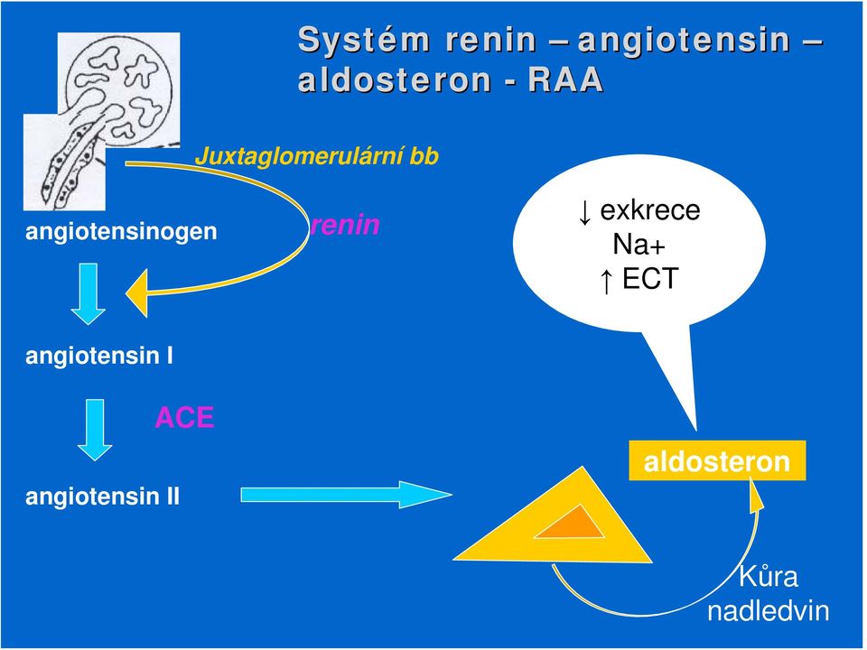 angiotensinogen renin exkrece Na+ ECT