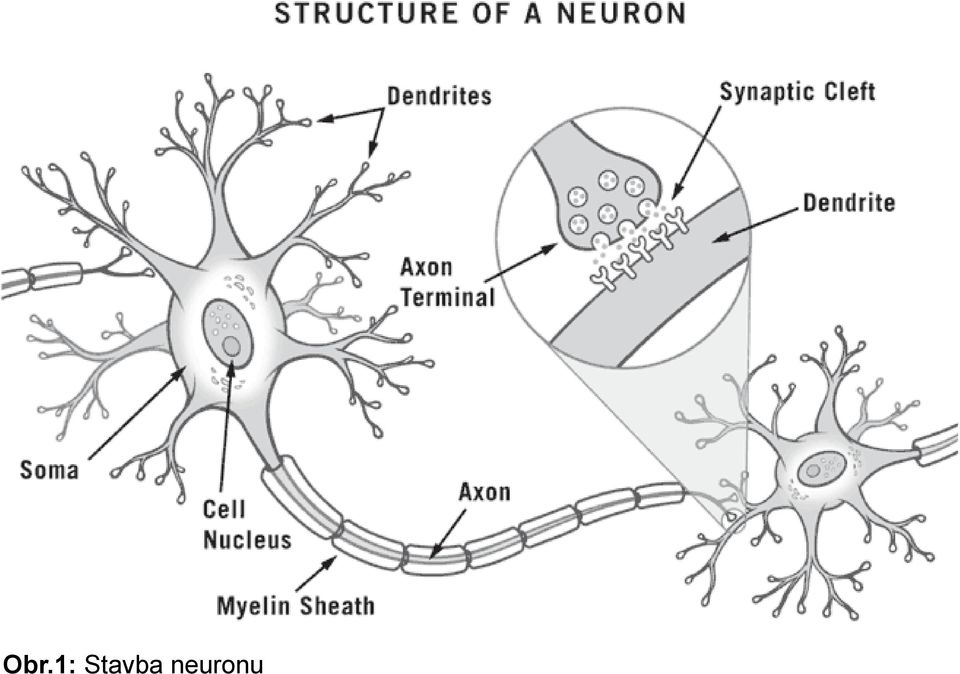 neuronu