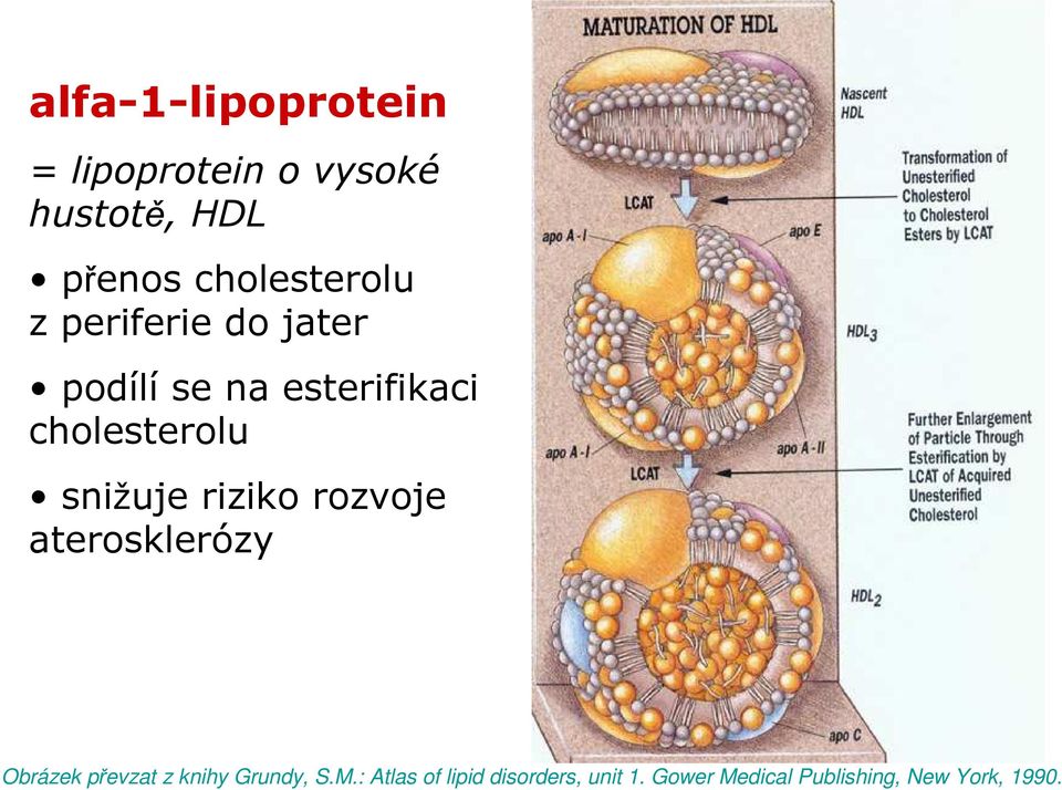 cholesterolu snižuje riziko rozvoje aterosklerózy Obrázek převzat z
