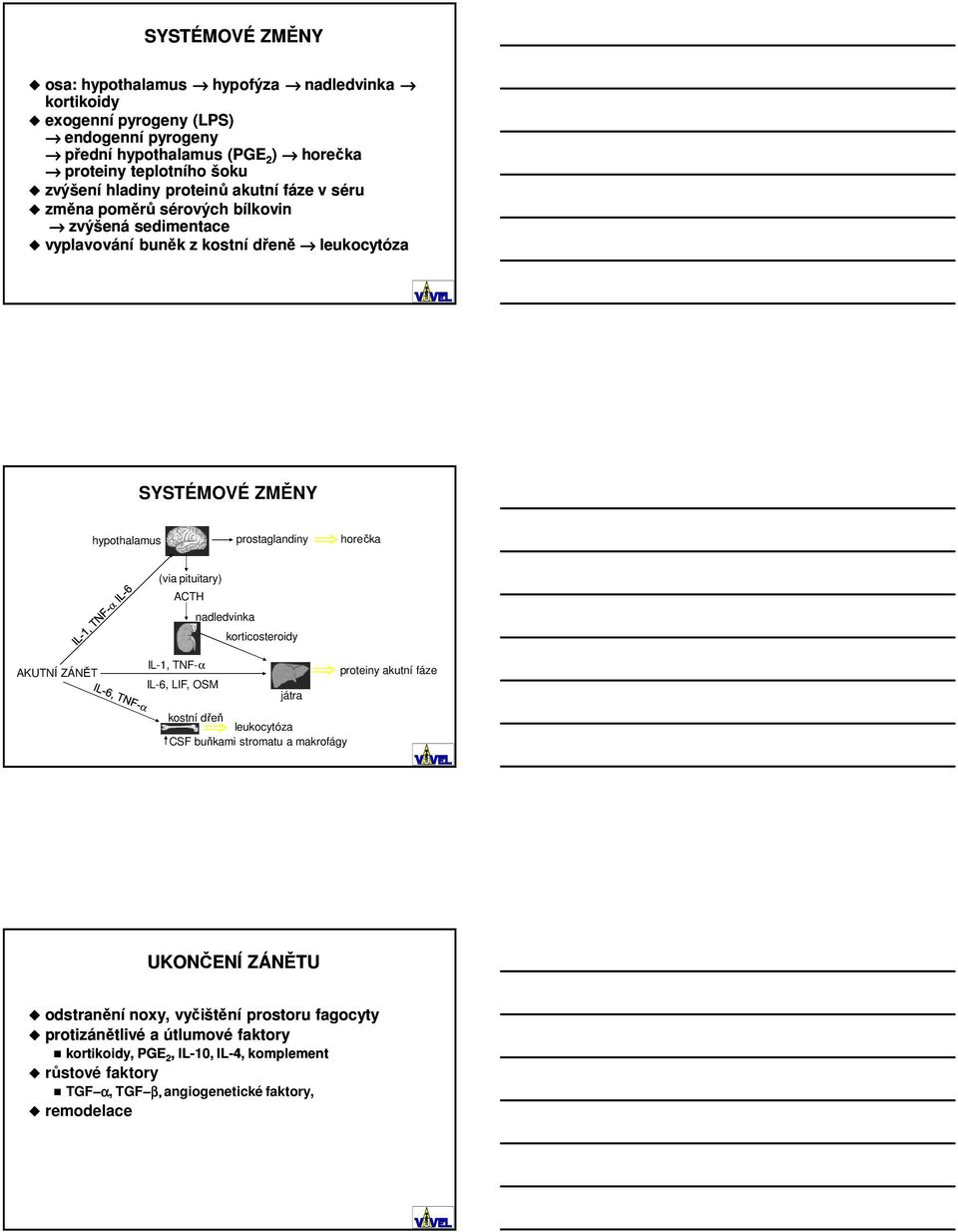 (via pituitary) ACTH nadledvinka korticosteroidy AKUTNÍ ZÁNĚT IL-1, TNF-α IL-6, LIF, OSM játra kostní dřeň leukocytóza CSF buňkami stromatu a makrofágy proteiny akutní fáze UKONČENÍ