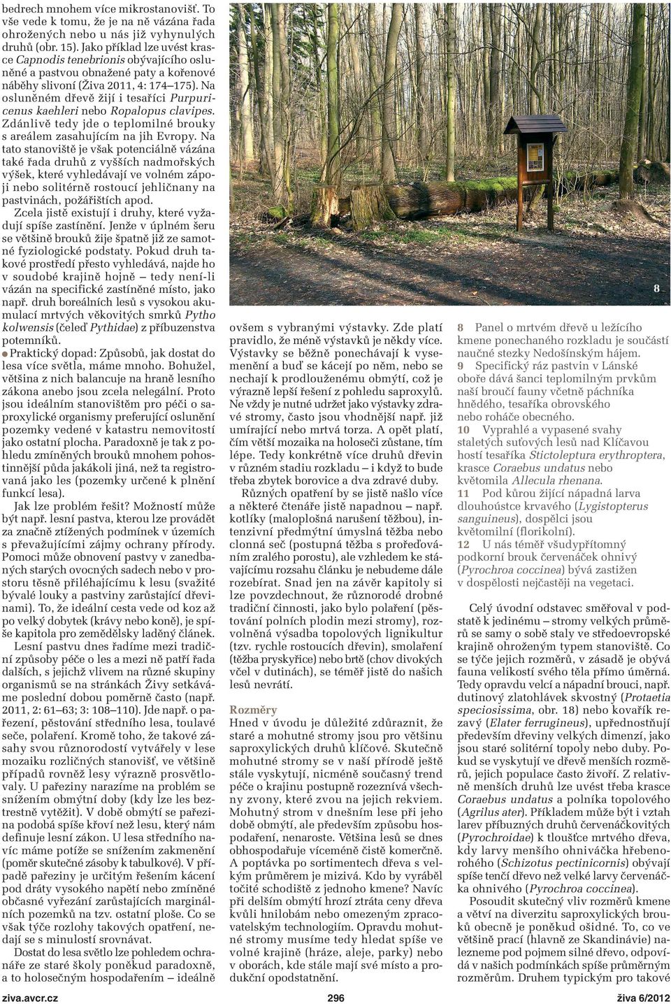 Na osluněném dřevě žijí i tesaříci Purpuricenus kaehleri nebo Ropalopus clavipes. Zdánlivě tedy jde o teplomilné brouky s areálem zasahujícím na jih Evropy.