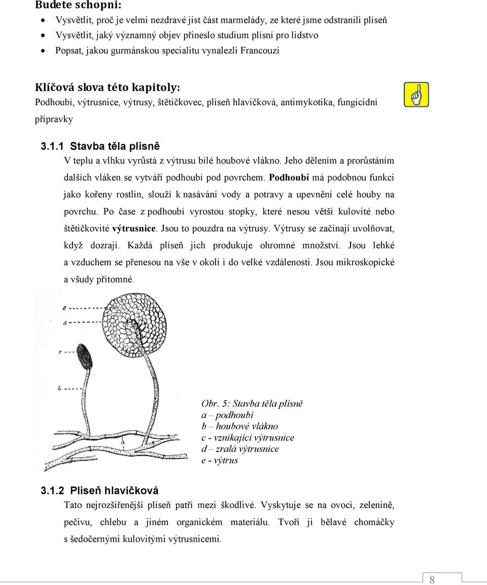 1 Stavba těla plísně V teplu a vlhku vyrůstá z výtrusu bílé houbové vlákno. Jeho dělením a prorůstáním dalších vláken se vytváří podhoubí pod povrchem.