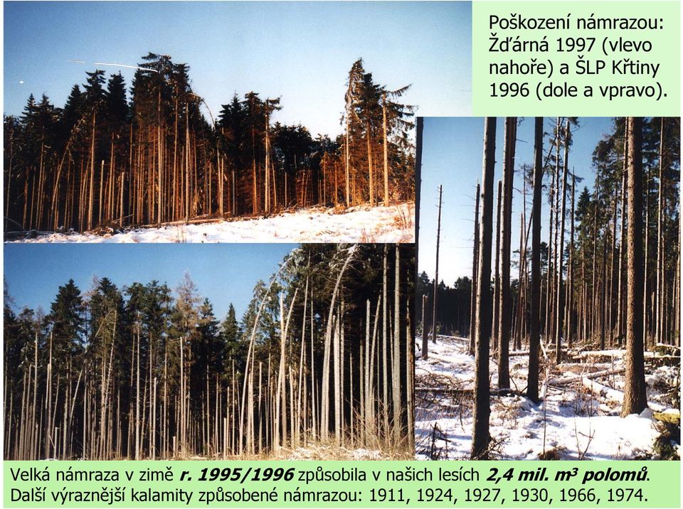 1995/1996 způsobila v našich lesích 2,4 mil. m 3 polomů.