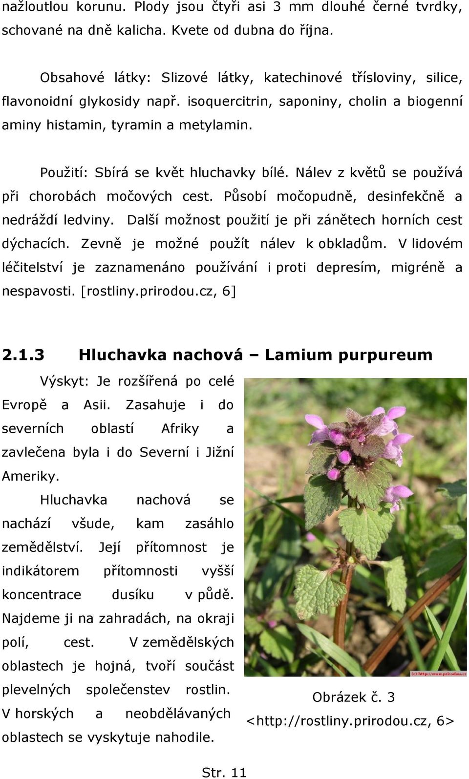 Pouţití: Sbírá se květ hluchavky bílé. Nálev z květů se pouţívá při chorobách močových cest. Působí močopudně, desinfekčně a nedráţdí ledviny.