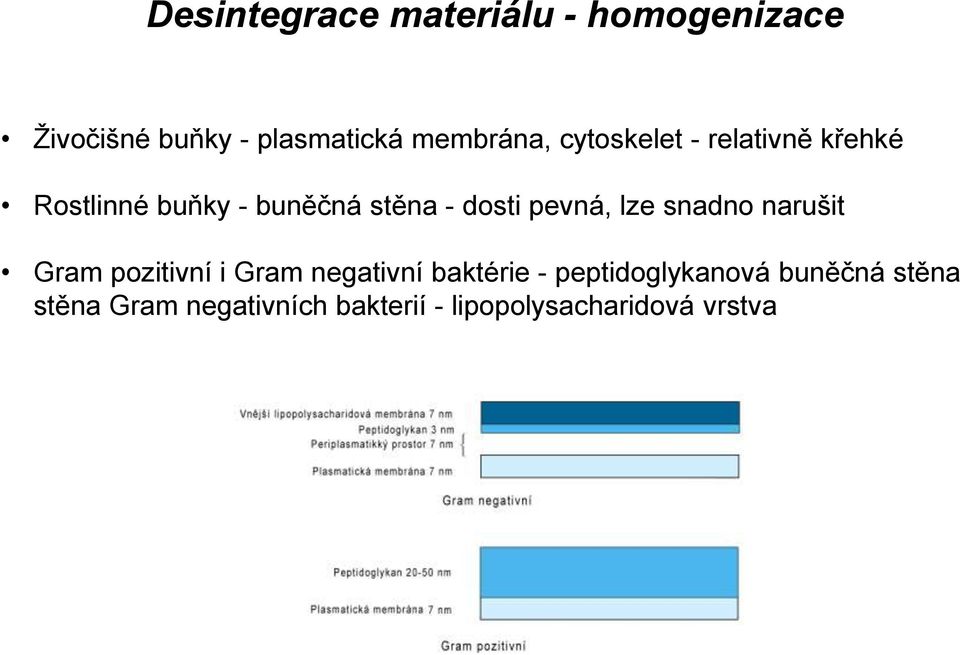 dosti pevná, lze snadno narušit Gram pozitivní i Gram negativní baktérie -