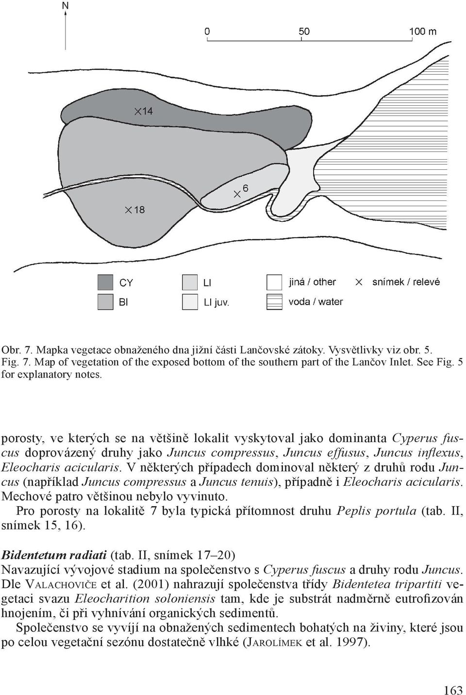 porosty, ve kterých se na většině lokalit vyskytoval jako dominanta Cyperus fuscus doprovázený druhy jako Juncus compressus, Juncus effusus, Juncus infl exus, Eleocharis acicularis.