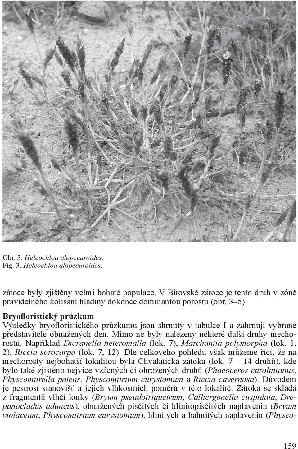 Bryofloristický průzkum Výsledky bryofloristického průzkumu jsou shrnuty v tabulce I a zahrnují vybrané představitele obnažených den. Mimo ně byly nalezeny některé další druhy mechorostů.