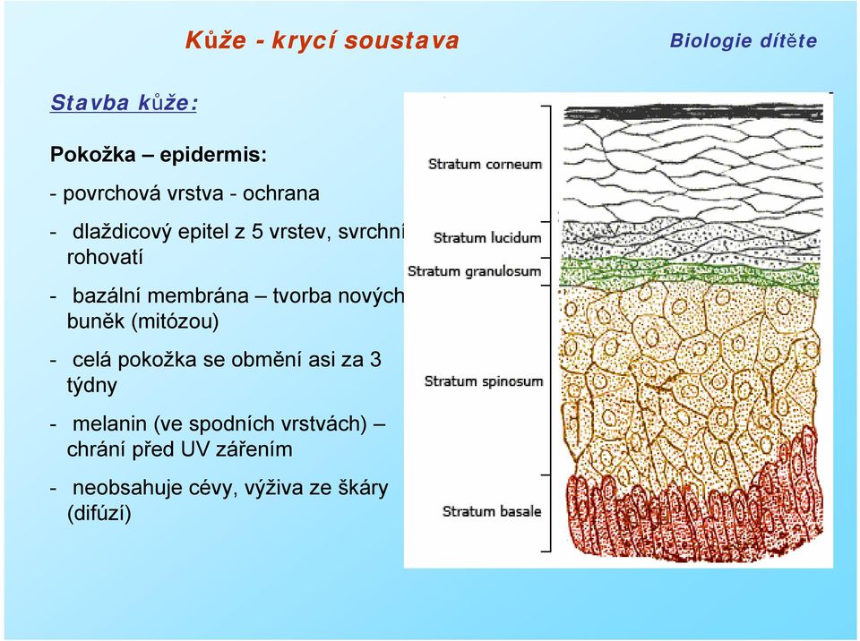 (mitózou) - celá pokožka se obmění asi za 3 týdny - melanin (ve spodních