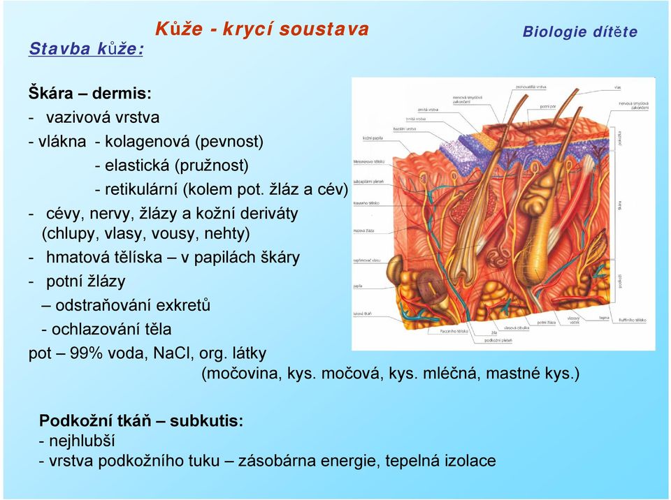 žláz a cév) - cévy, nervy, žlázy a kožní deriváty (chlupy, vlasy, vousy, nehty) - hmatová tělíska v papilách škáry - potní