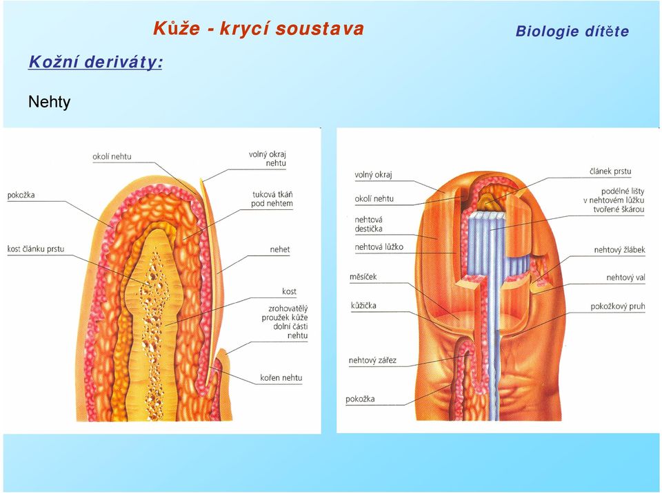 Kůže - krycí soustava - PDF Stažení zdarma